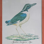 Photo 1 - Lithographie Les Oiseaux exotiques