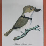 Photo 3 - Lithographie Les Oiseaux exotiques