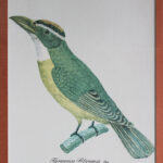 Photo 2 - Lithographie Les Oiseaux exotiques