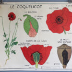 Photo 4 - Affiche le coquelicot / la giroflée