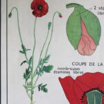 Photo 5 - Affiche le coquelicot / la giroflée