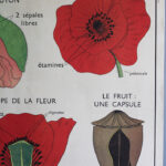 Photo 6 - Affiche le coquelicot / la giroflée