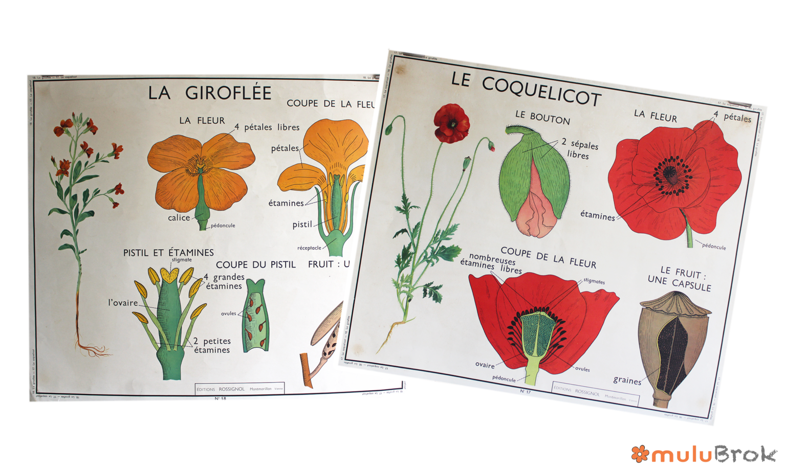 Affiche le coquelicot / la giroflée