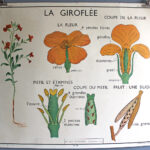 Photo 1 - Affiche le coquelicot / la giroflée