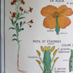 Photo 2 - Affiche le coquelicot / la giroflée