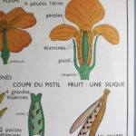 Photo 3 - Affiche le coquelicot / la giroflée