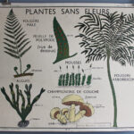 Photo 1 - Affiche Plantes sans fleurs