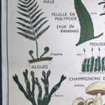 Photo 2 - Affiche Plantes sans fleurs