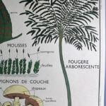 Photo 3 - Affiche Plantes sans fleurs