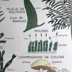 Photo 4 - Affiche Plantes sans fleurs