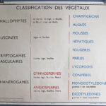 Photo 5 - Affiche Plantes sans fleurs