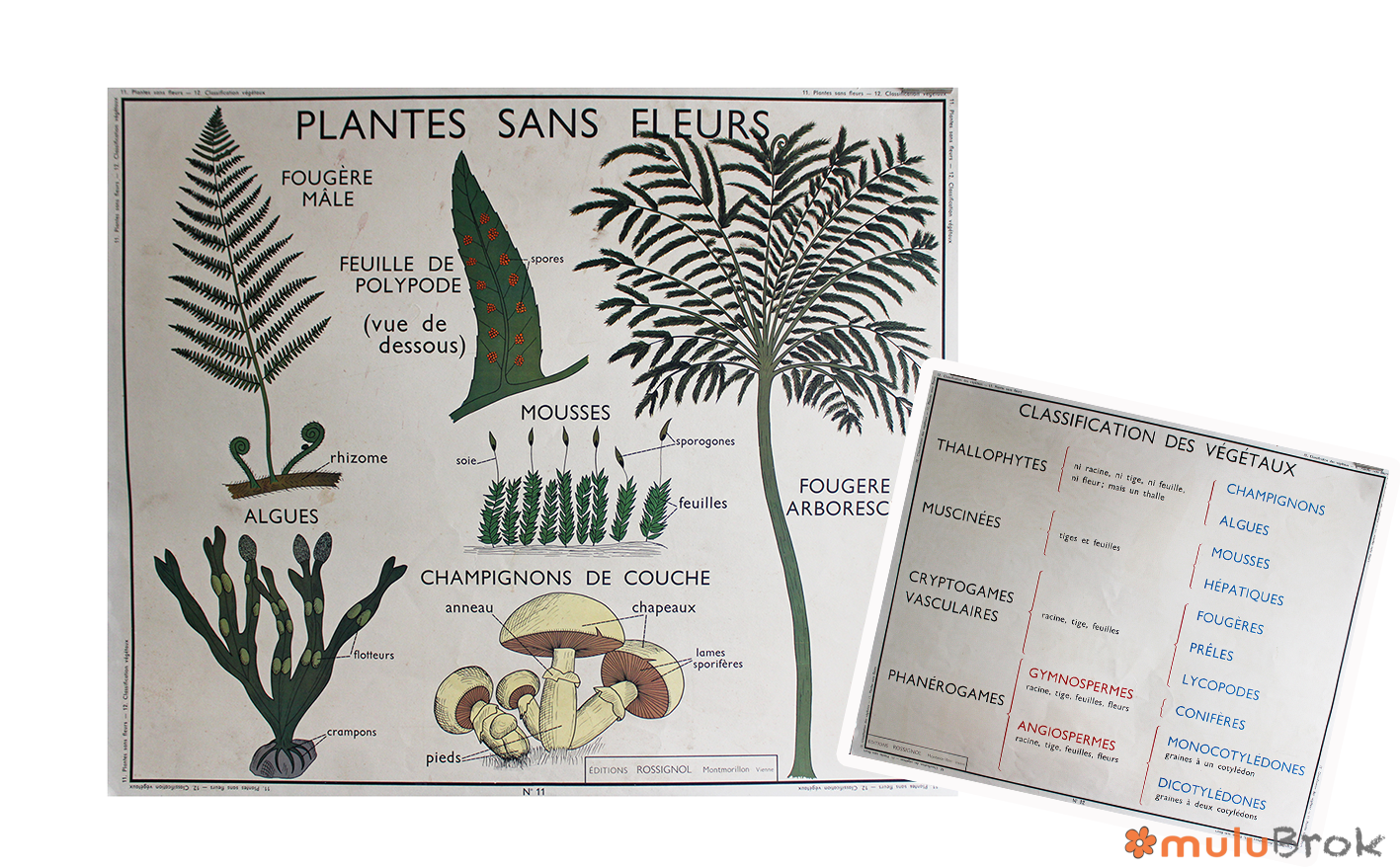 Affiche Plantes sans fleurs